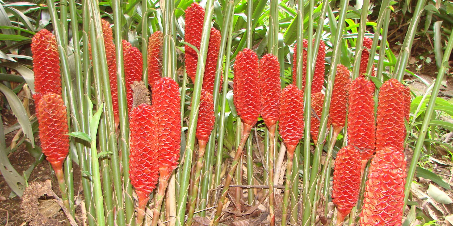 Zingiber spectable cones resembles the beehive.