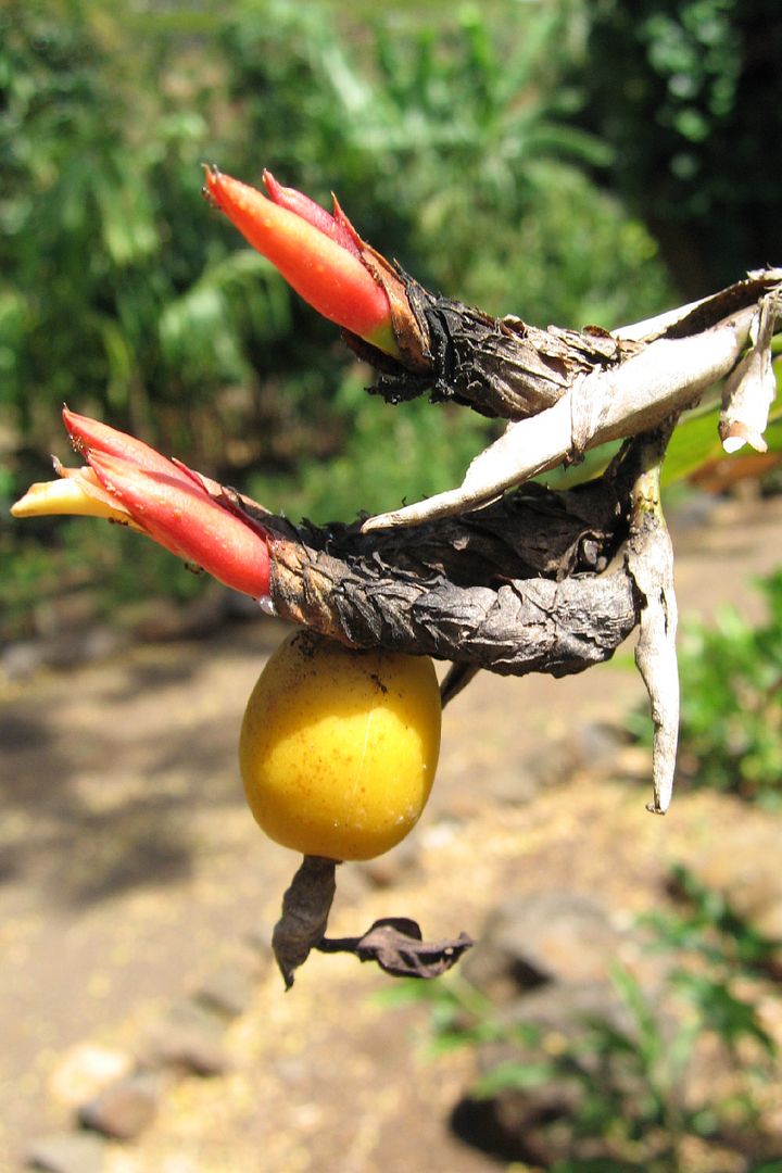 Alpinia luteocarpa