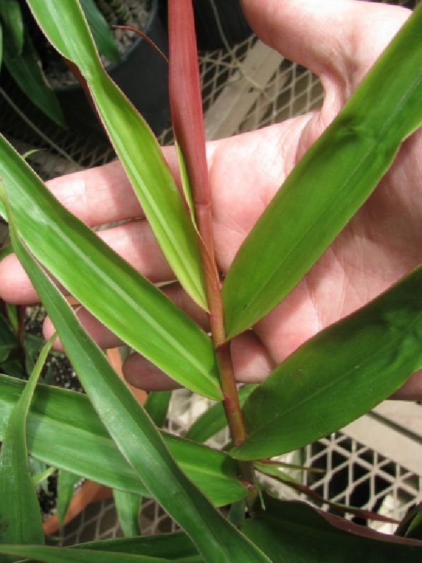 Alpinia luteocarpa