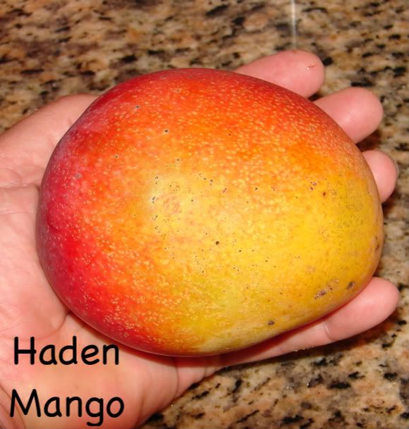 Yummy Haden Mango Fruit
 picture by 7_Heads