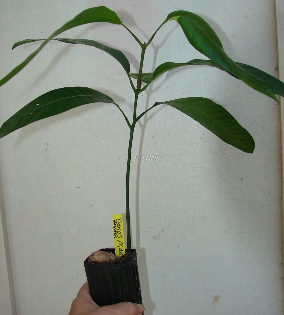 Haden Mango Seedling for sale
 picture by 7_Heads