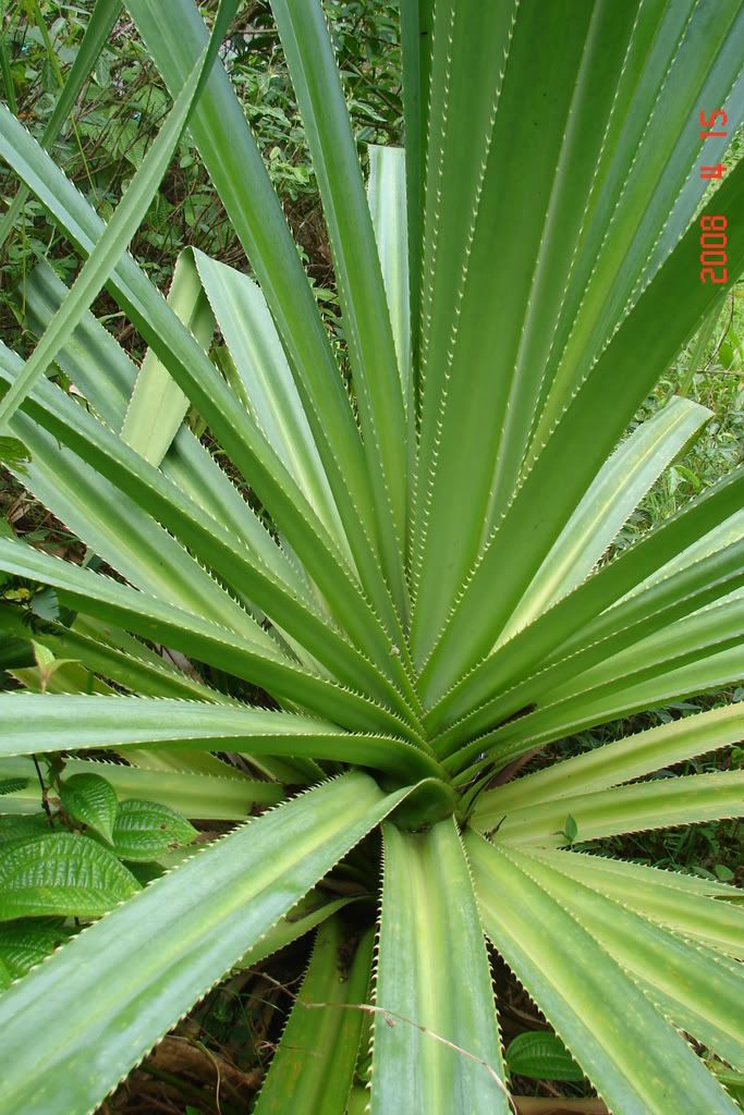 Pandanus leaf detail