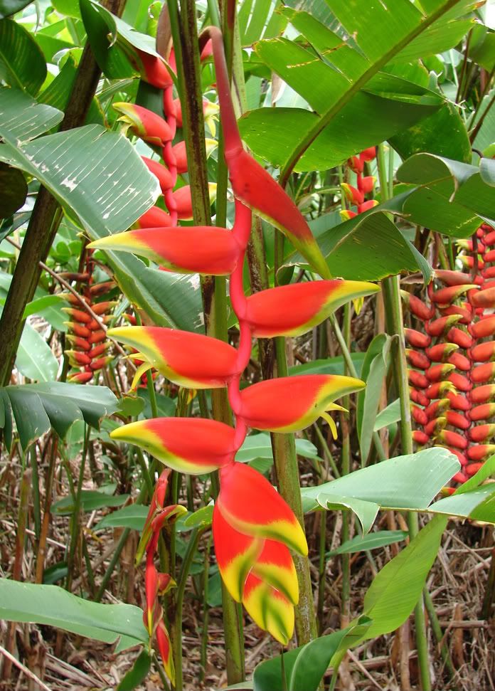 Nice Clump of Hanging Heliconia
 Heliconia Rostrata picture by 7_Heads