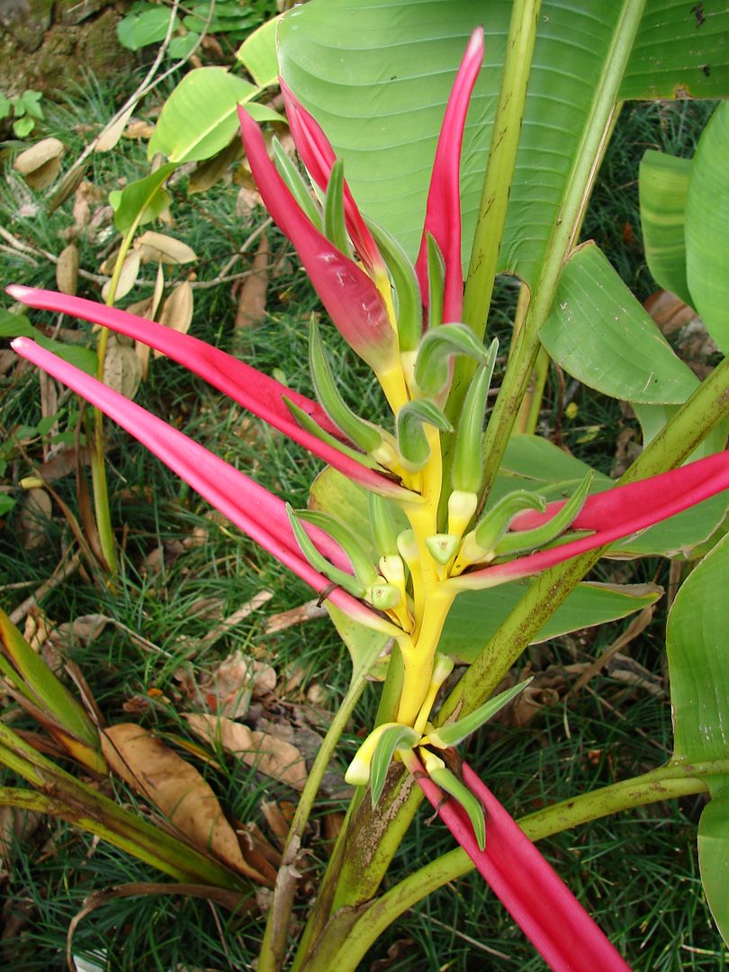 Heliconia Aemygdiana has a very exotic, upright, spiraling inflorescence with long narrow hot-pink bracts are hot pink-lavender with a bright yellow rachis.