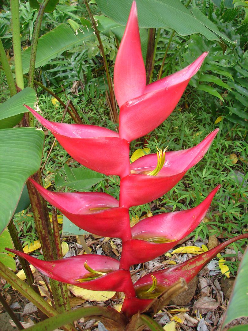 Heliconia Bourgaeana picture by 7_Heads