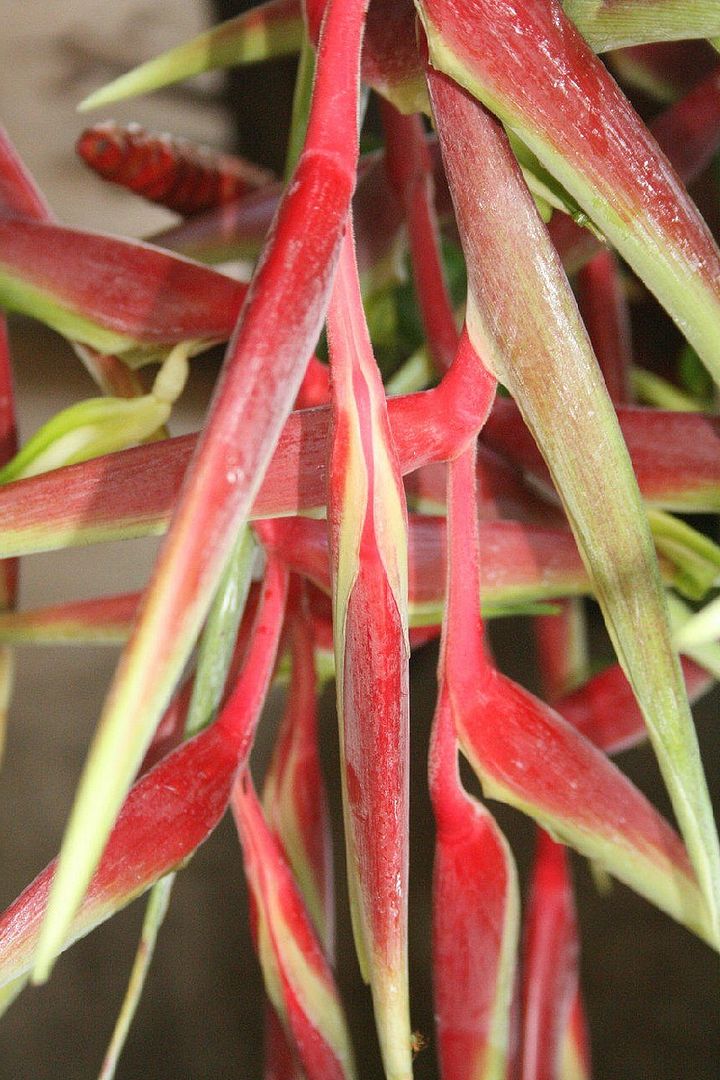 Heliconia Sexy Scarlet