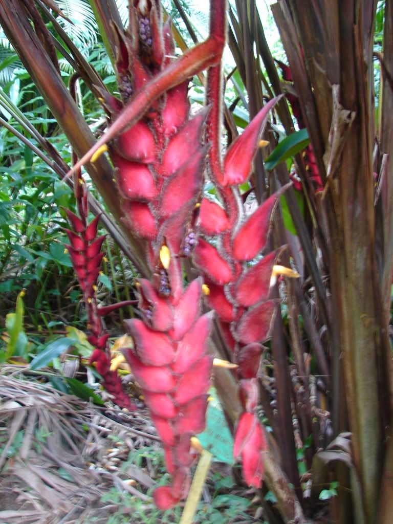Heliconia Magnifica inflorescence is furry and deep Red.