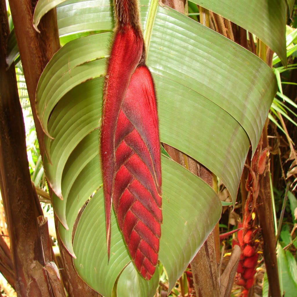 Heliconia Magnifica picture by 7_Heads