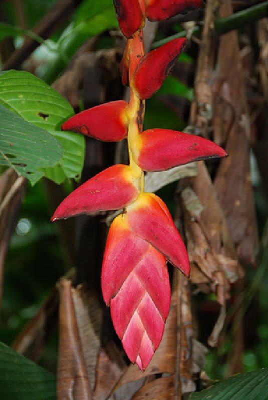 Heliconia Pogonantha Pogonantha has Red to Pink bracts at base and some with cream area on proximal lip..