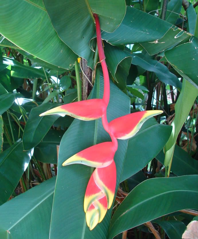 Hanging Lobster Claw
Heliconia Rostrata
 picture by 7_Heads