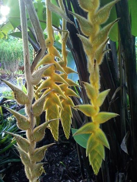 Heliconia xanthovillosa 'Shogun'