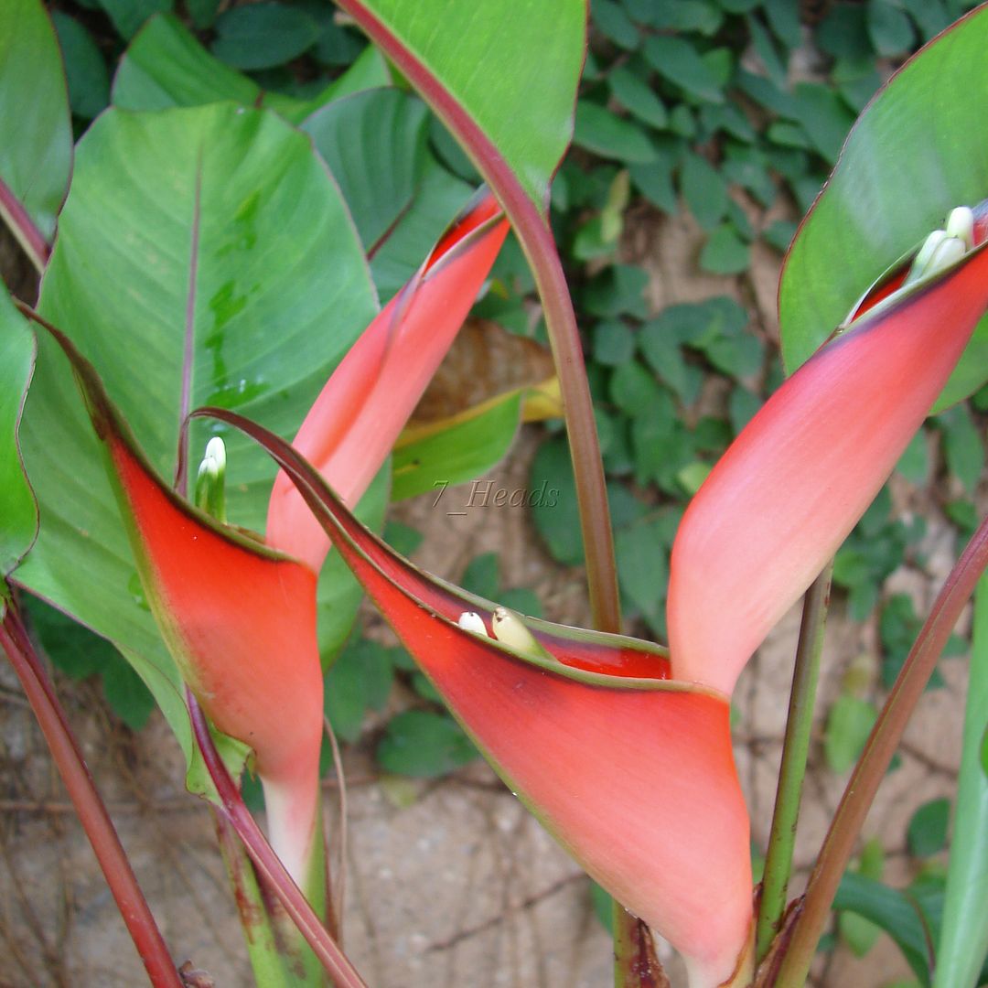 Heliconia stricta 'Dwarf Jamaican' Scarlet Flower