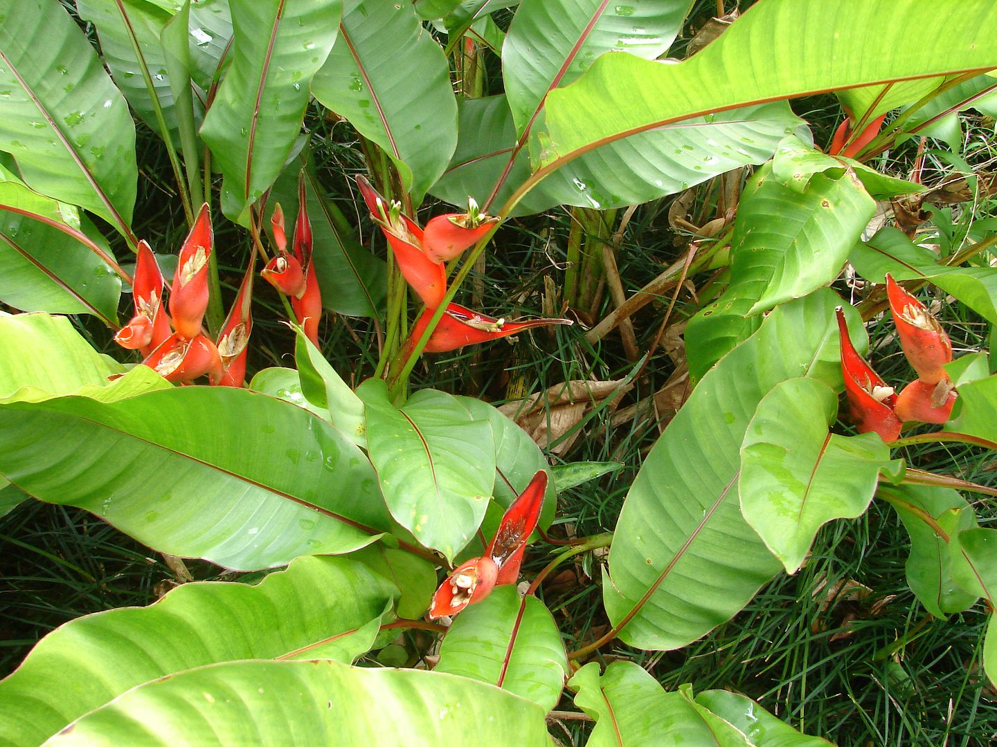 Heliconia stricta 'Dwarf Jamaican' clump