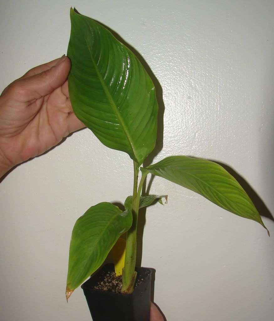 Heliconia Imbricata young seedling offered for sale.