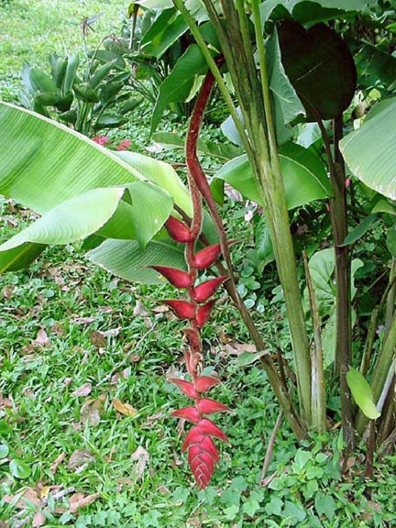 Heliconia Magnifica picture by 7_Heads