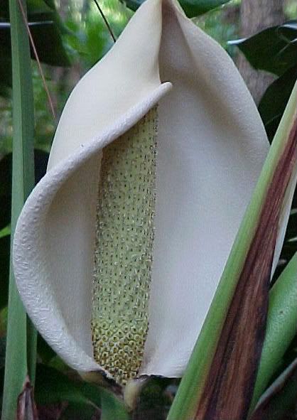 MONSTERA DELICIOSA