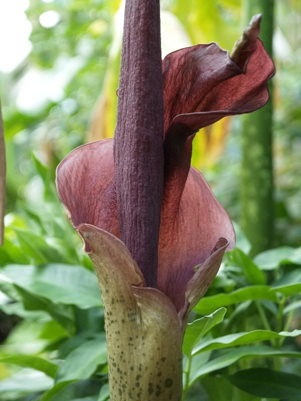 Amorphophallus rivieri is an intriguing plant even without the bloom, with its large leaves and leopard-spotted stem.