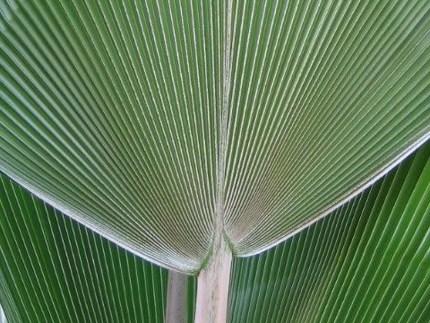 Pritchardia pacifica Fan Leaf Detail