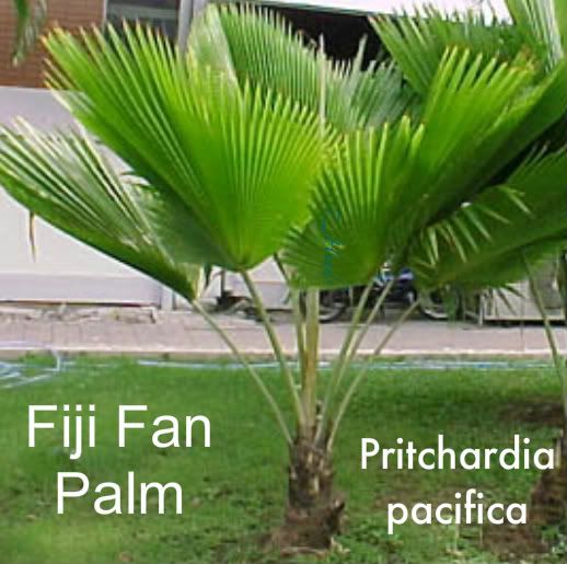 Young Pritchardia pacifica