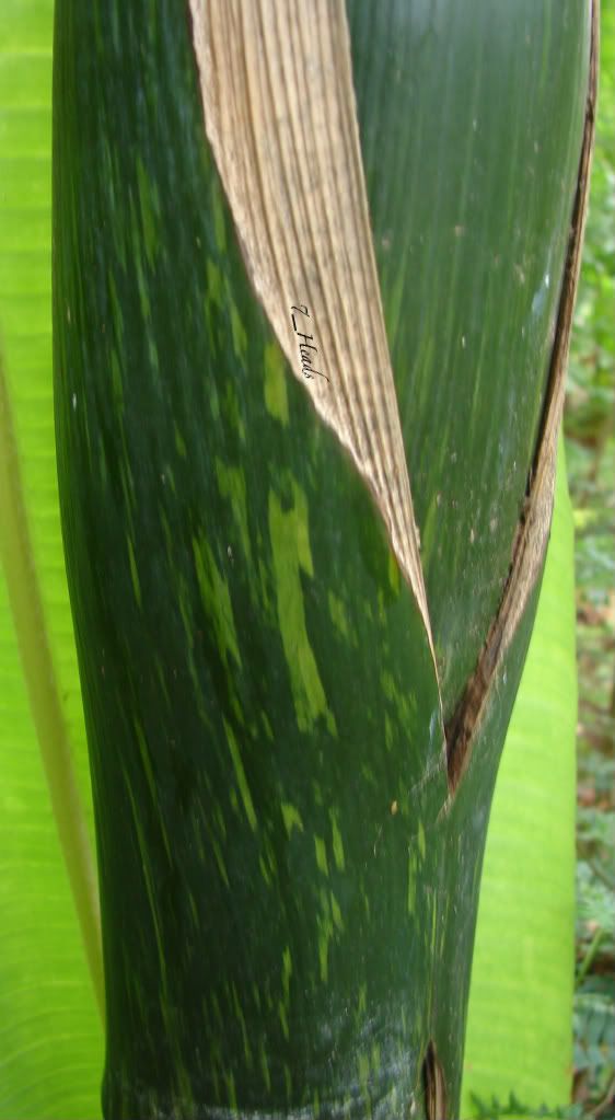 Chambeyronia macrocarpa watermelon trunk detail