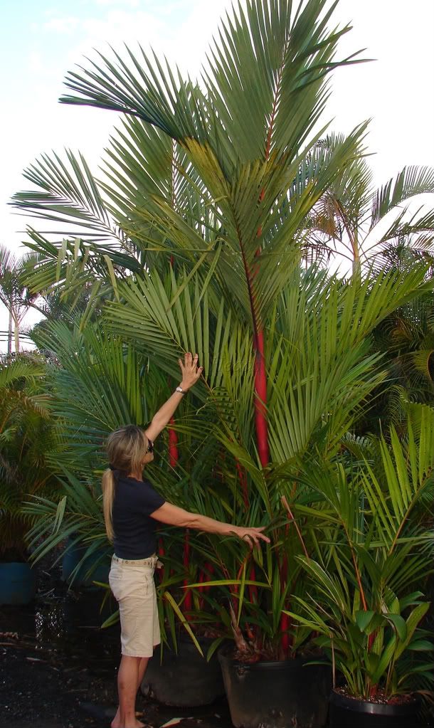 Red Sealing Wax Palm for sale