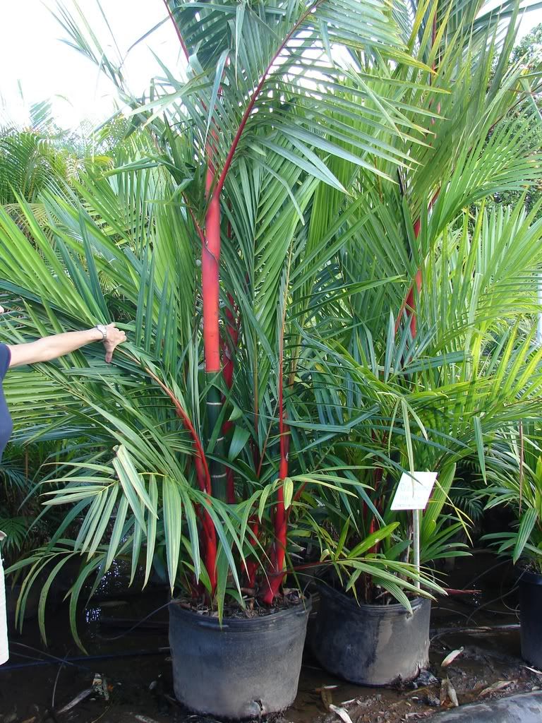 Red Sealing Wax Palm for sale
 Cyrotstachys renda  Overhead to Double Overhead high
 picture by 7_Heads