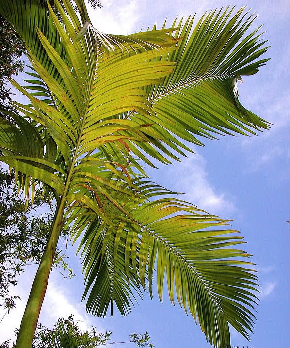 Tangalo, Actinorhytis calapparia, are feather palms are from the tropical rainforests.