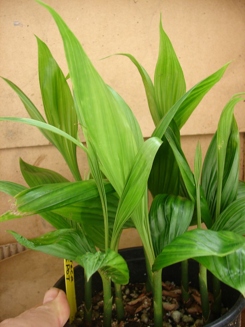 Areca catechu seedlings offered for sale.