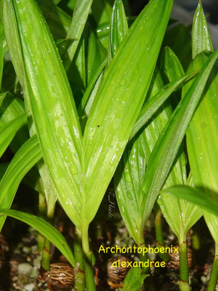 Alexandra King Palm Seedlings item for sale