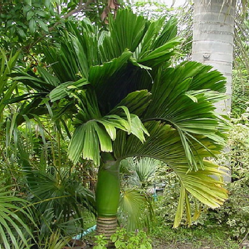 Dwarf Betel Nut Palm
