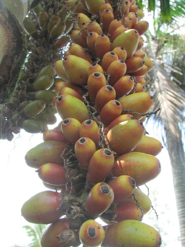 Dwarf Betel Nut Palm