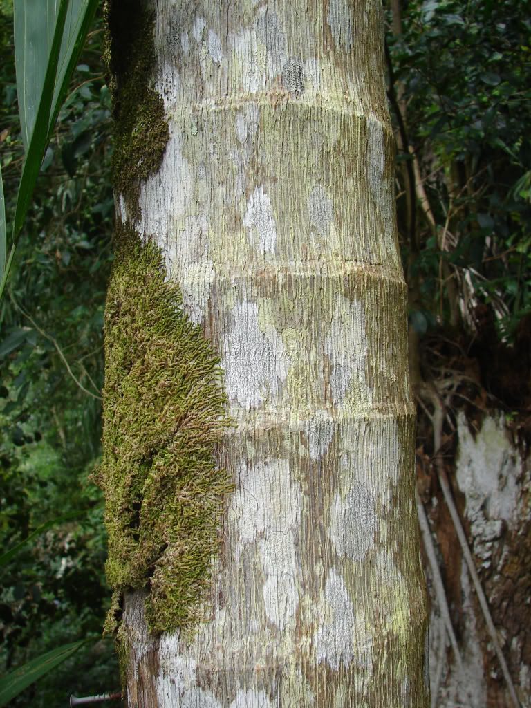 Trunk Detail Actinorhytis calapparia