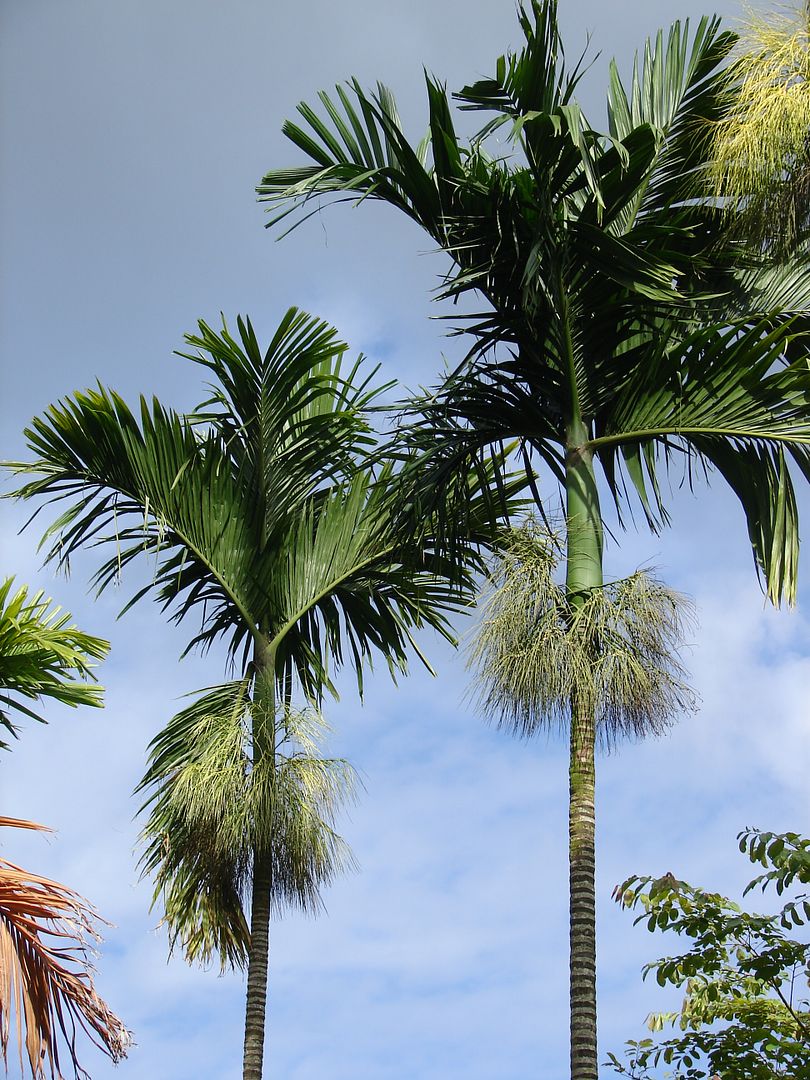 Areca catechu