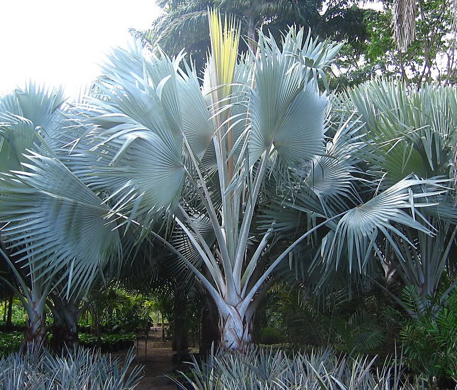Bismarckia nobilis A spectacular tropical fan palm with huge blue-grey fan leaves up to 10 feet across.