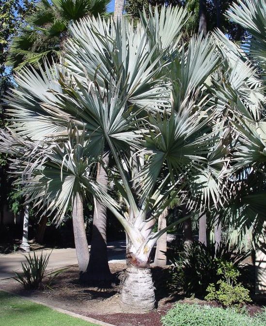 The Blue Bismarck palm's stout trunk and symmetry of the huge crown lends a formal note while the startling blue green foliage amplifies the visual impact 
