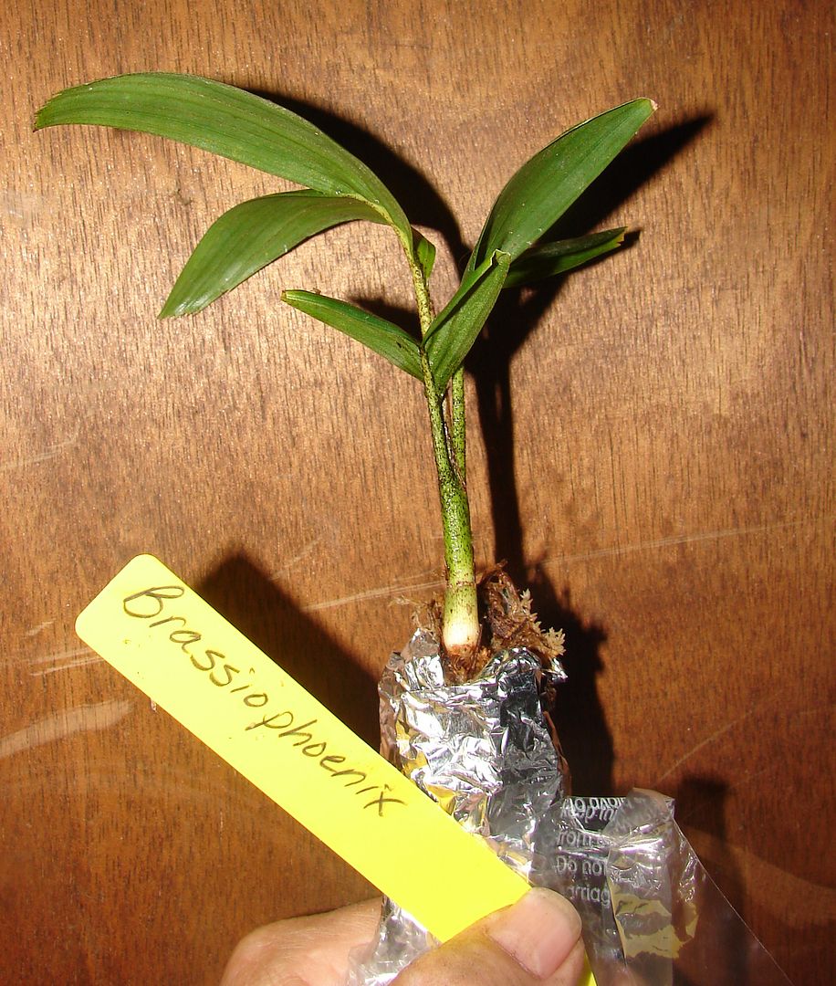 Brassiophoenix drymophloeoides seedling offered for bid.