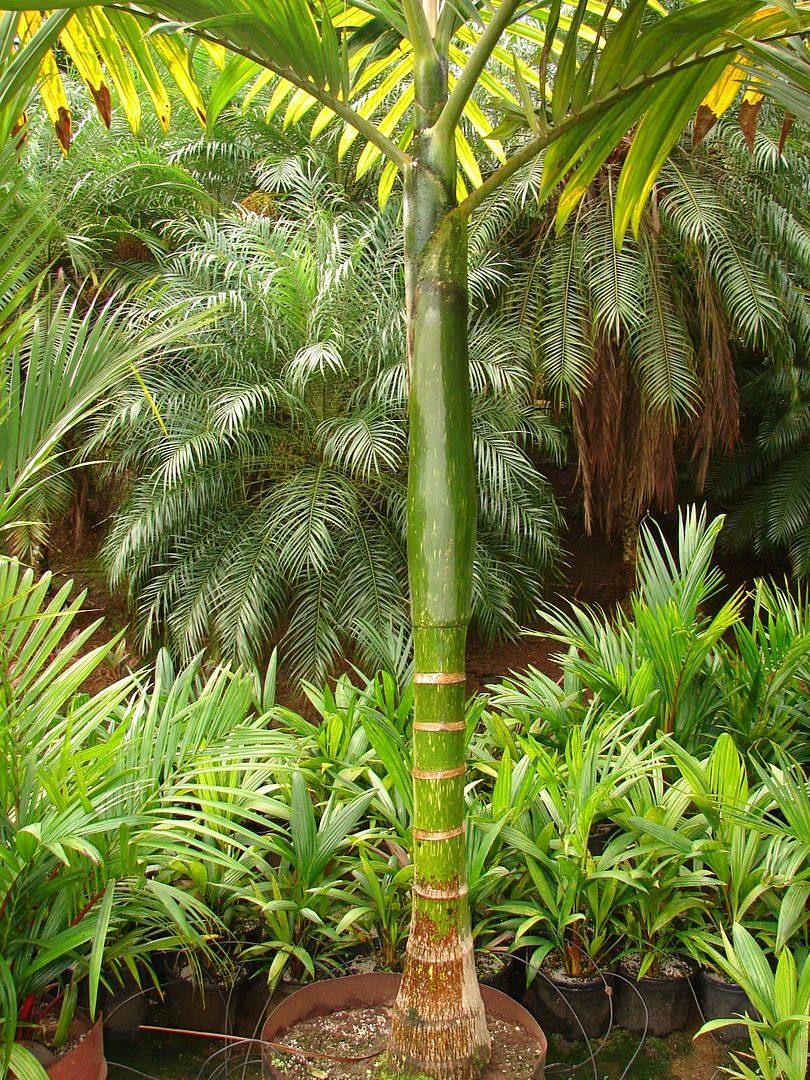 Chambeyronia_macrocarpa is native to New Caledonian rainforests of low altitude.