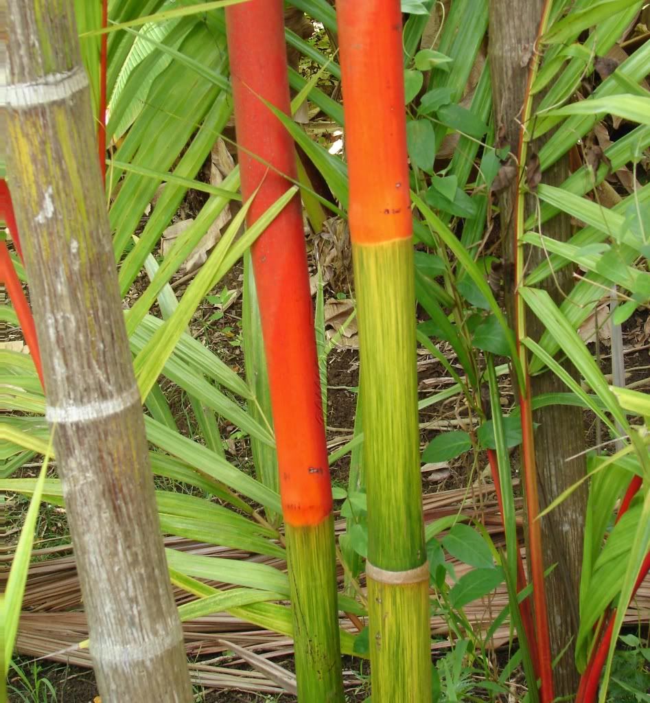 Red Sealing Wax Palm