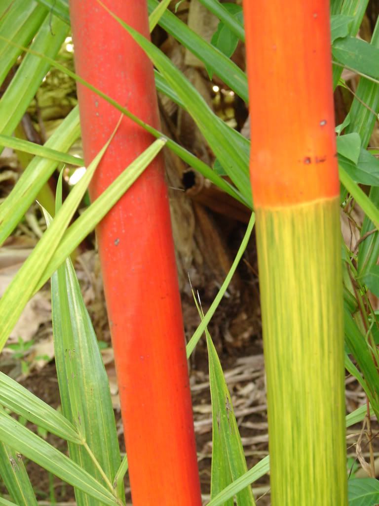 Red Sealing Wax Palm