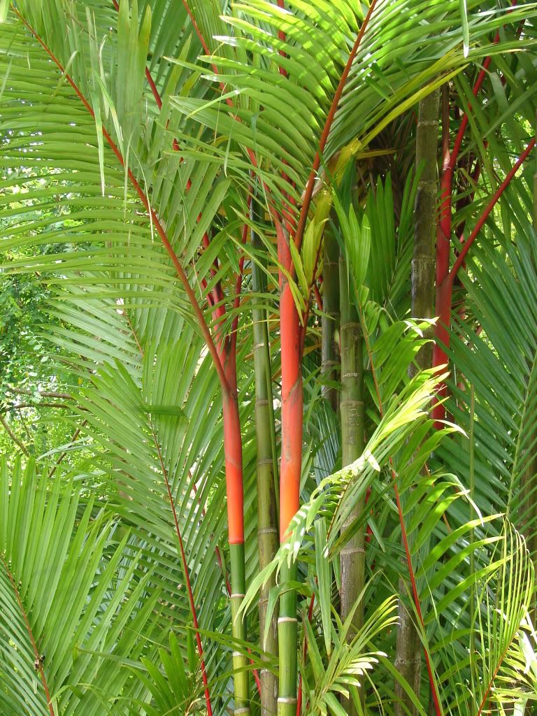 Red Sealing Wax Palm
 Cyrtostachys renda
 picture by 7_Heads