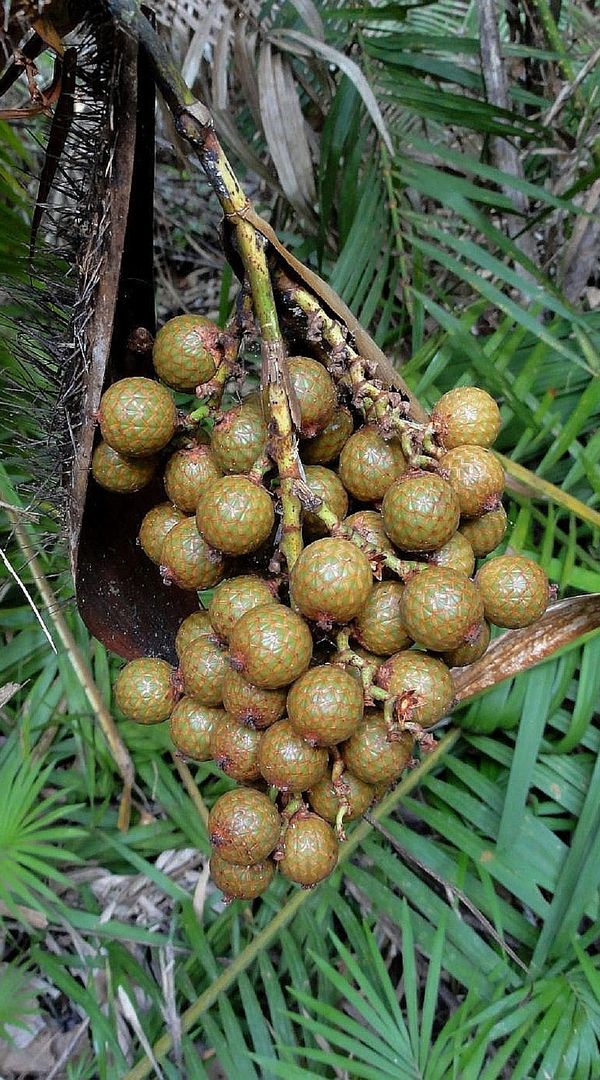 Calamus viminalis