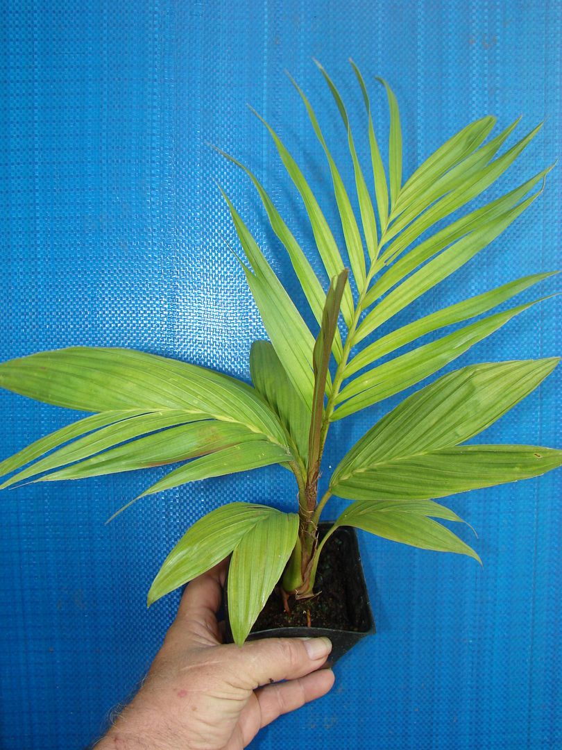 Calyptrocalyx forbesii Palm