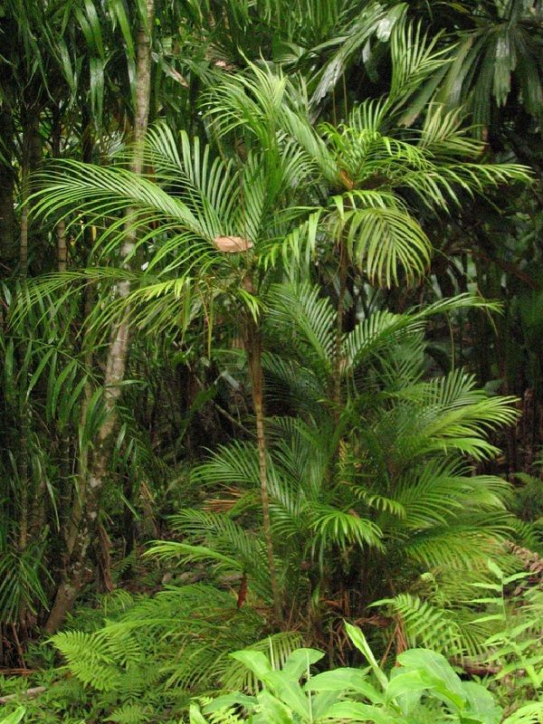 Calyptrocalyx forbesii Palm