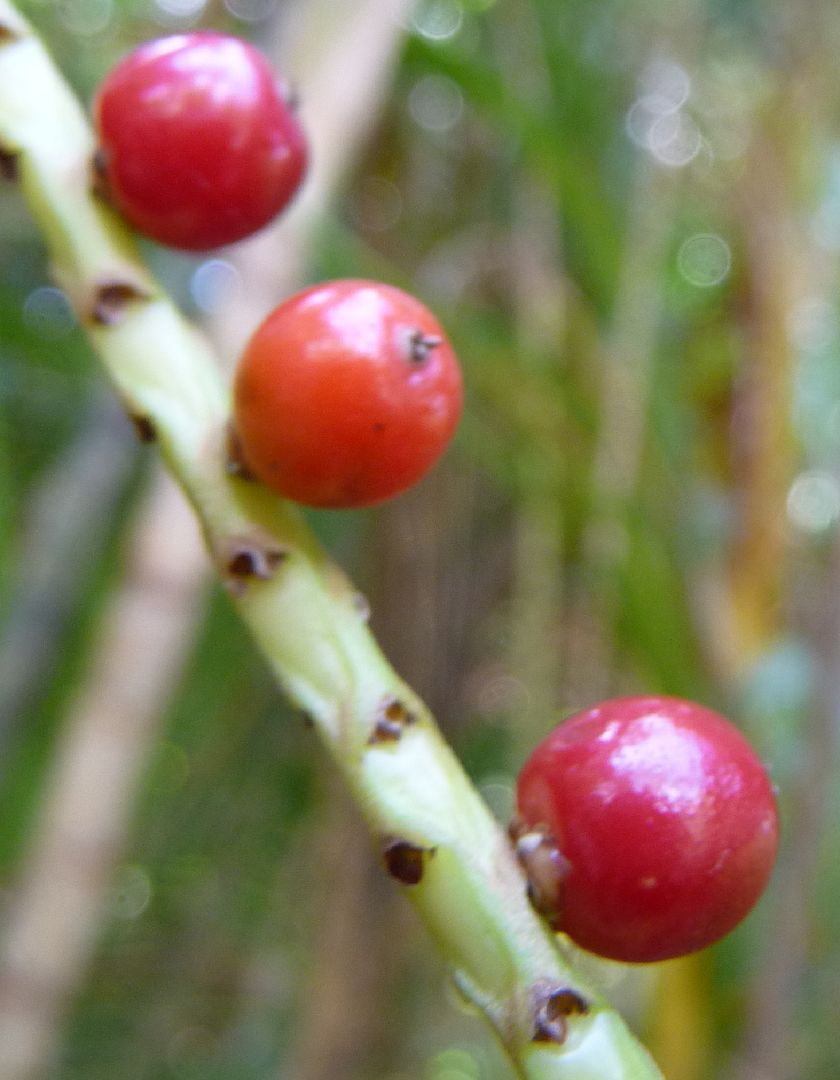 Calyptrocalyx forbesii Palm