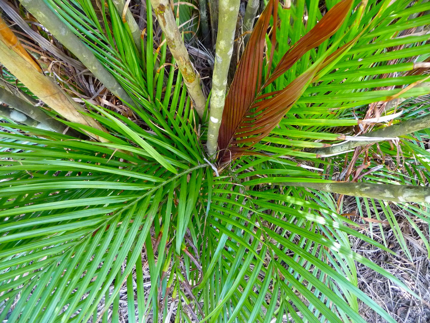 Calyptrocalyx forbesii Palm