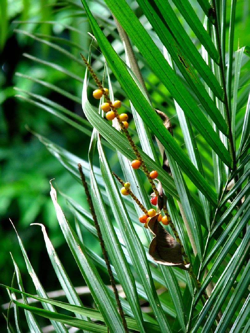 Calyptrocalyx forbesii Palm