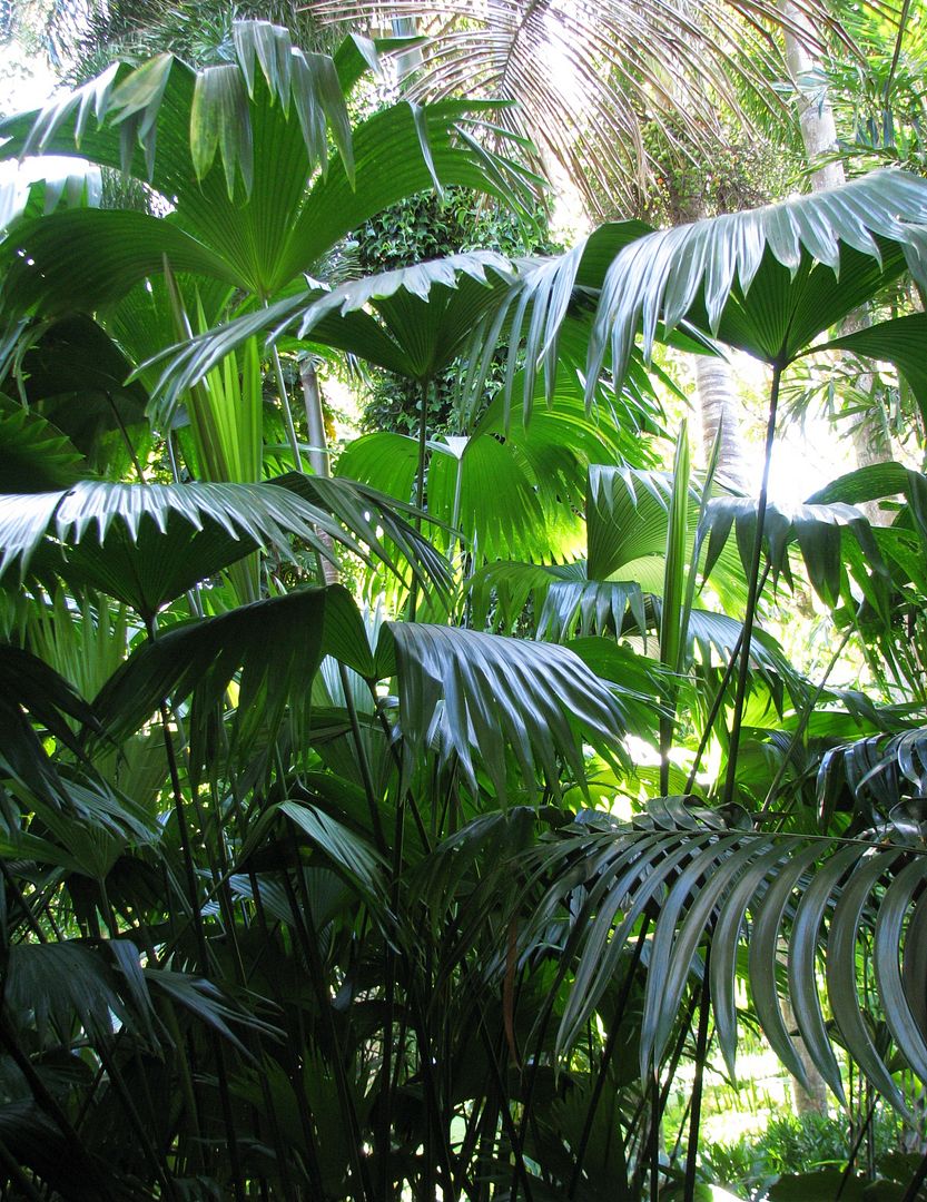 Panama hat palm is actually not a palm but plant resembling a trunkless fan-palm with large, fan-shaped leaves.