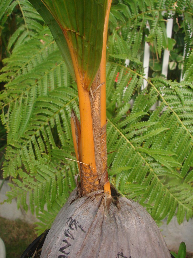 Golden Malayan Dwarf Coconut Palm Seedling