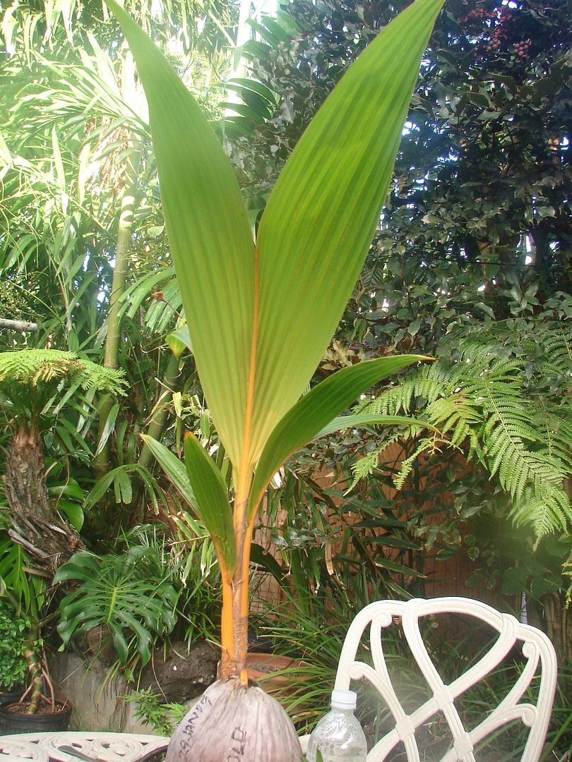 Malayan Gold Dwarf Coconut is a short palm tree up to 45 feet in height, but usually much less.