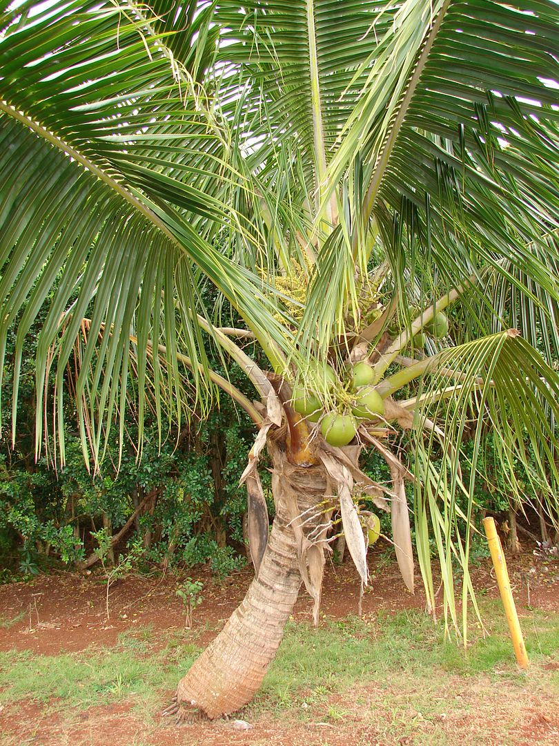 Samoan Dwarf Coconut picture by 7_Heads